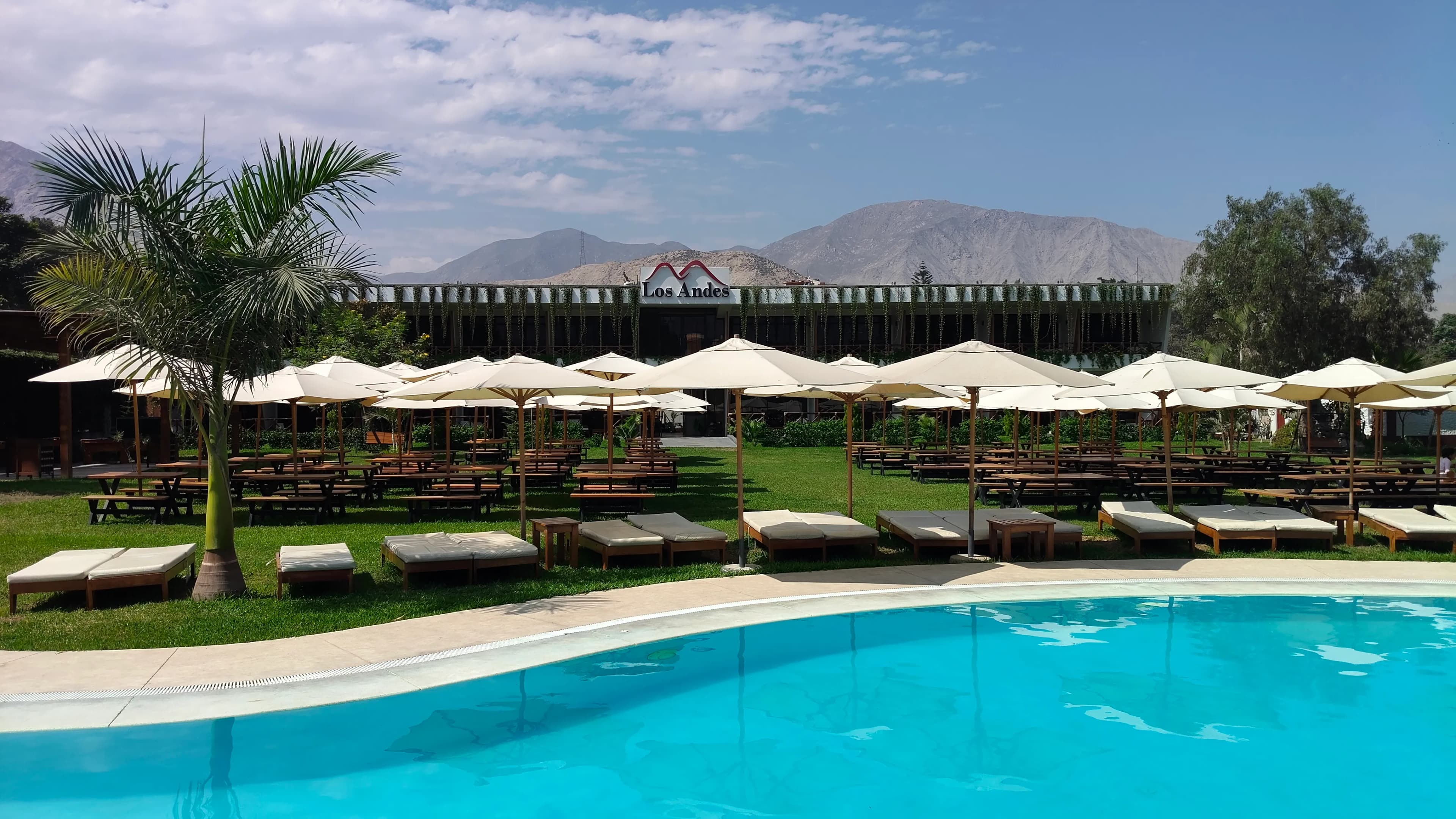 Piscina y palmeras